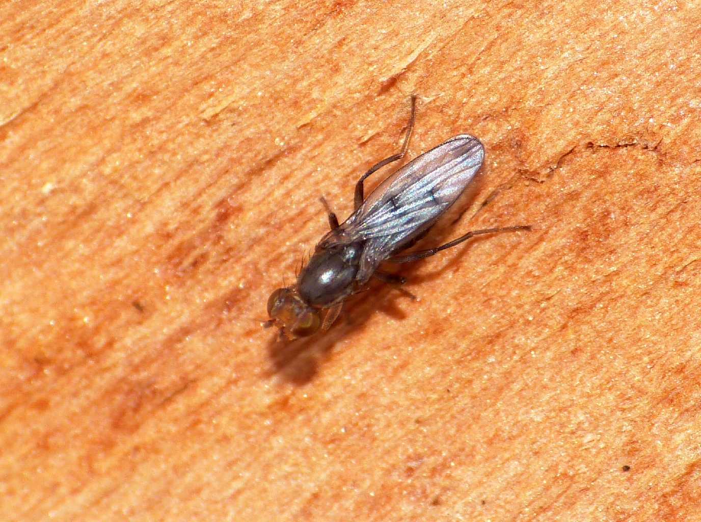 Geomyza tripunctata (Opomizidae) - Ostia (RM)